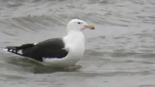 Great Black-backed Gull, Larus marinus, Landtong Rozenburg, ZH, the Netherlands, 31 Dec 2022 (2)