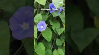 Morning Glory | कालीन चमक | Field bindweed | Convolvulus arvensis | #shorts #azmiagriculture