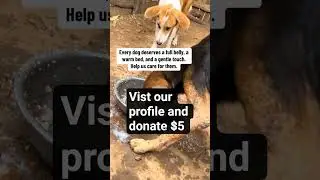Please share your blessings . #remitly #worldremit# stray dogs # dog #lifestyle #support shelter &hearts;