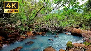 LIVE: Natural Water Stream & Birds Singing | Relaxing Nature Sounds 24/7