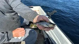 Weekend fishing trip 🎣 #fishing #fishingvideo #boatfishing #riverfishing #spinning #catchandrelease