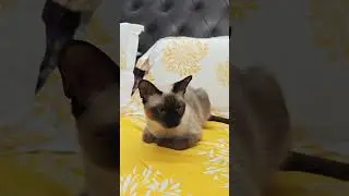 Share and Like 😘 #siamese #cat #exoticpets #india #thaicat #sushi #bangalore