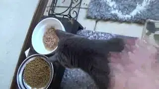 Feeding the Cats A Daily Thing. September 27 2025