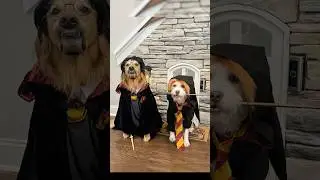 The dogs dressed up for Halloween!