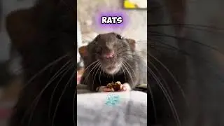 Rats Can Laugh! | Amazing Animal Behavior Facts