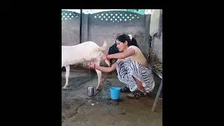 white  goat milk #cow #bakripalankaisekre #farming #milk #yogitahindivlogs