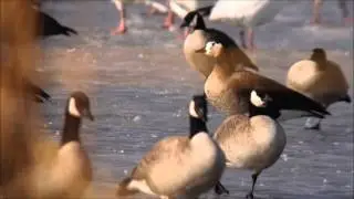 Greater White Fronted x White-cheeked Goose Hybrid