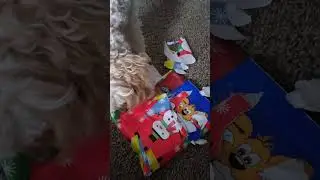 lily open presents 🎁 2025