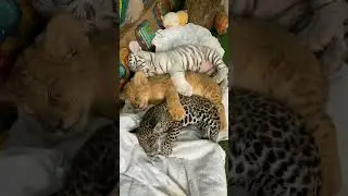 Big Cat Family Cubs | Nouman Hassan |