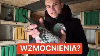 SZOK 🤯 NOWA KREW W GOŁĘBNIKU 🔥 selekcja pod SZYBKOŚĆ i WYTRZYMAŁOŚĆ 💪 TE GOŁĘBIE MAJĄ POTENCJAŁ‼️