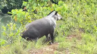 Fazenda Berrante 
