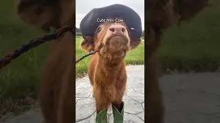 Cute Mini Cow🥰#cow #baby #funny #farm #funnyanimal