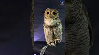 SUARA BURUNG HANTU STRIX SELOPUTO #shorts #hororterbaru2023 #owls #penampakan