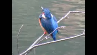 Birdwatching at Sattal Studio #commonkingfisher #sattal