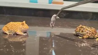 #frog#pet#horned frog#animal#funny#funny animal videos#animals eating