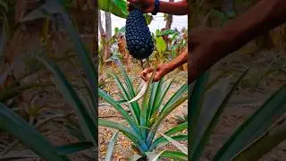 Pineapple from the tree is the correct rule