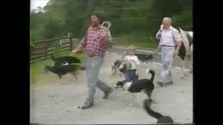 Rhayader Sheep Drovers, 1993.
