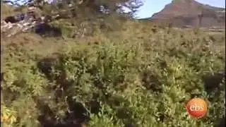 Discover Ethiopia,  A journey to historica city Gonder