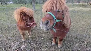 2026-01-01 KRKAVČE PERISSODACTYLA Equus caballus KONJ