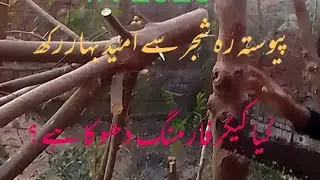 Dharek farming | kikar farming | fuelwood rate| how to earn millions from tree farming