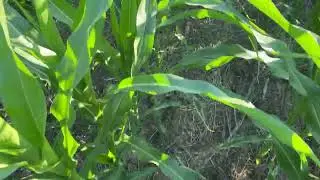 Кукуруза no till