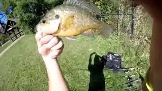 MY 1st WARMOUTH!! | Fall panfish fishing