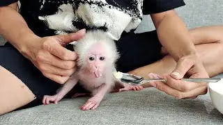 Monkey Baby Molly Tries a Banana for the First Time