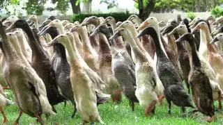 The Runner Duck Parade at Vergenoegd