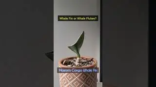 Whale Fin or Whale Flukes? #sansevieria #houseplant #snakeplant
