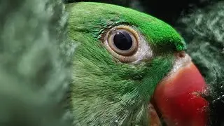 Live Meri parrot ko lag rahi hai sardi | Crazy pets tube