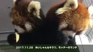 レッサーパンダのごはんタイム 　鯖江市西山動物園