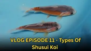 VLOG EPISODE 11 - Types Of Shusui Koi