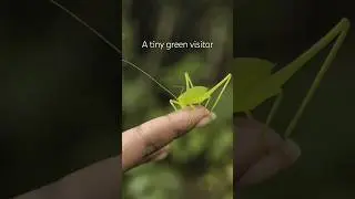 A tiny green visitor