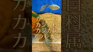 カサゴ目カジカ科カジカ属アラレガコ