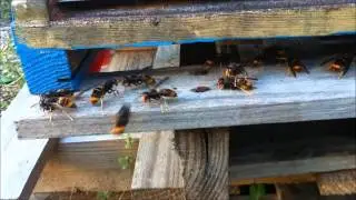 pression vespa velutina frelon asiatique