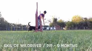 Pif - Advanced Agility Games less 1