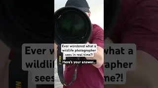 Here&rsquo;s some footage of what I see out in the field! #birdphotographer #wildlifephotography