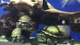 African Mud Turtles (Pelusios Castaneus) - Africa Turtles