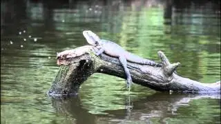 LANE COVE RIVER KAYAK