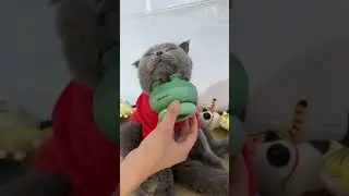 Cat Head Massage Time 🤣🐱 Cutest Cat Face Massager!  #shorts