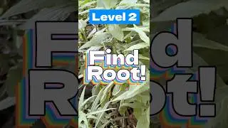 Find Root Level 2! - What's it like to walk Root? #Turtle #MNH #Wildlife #Museum #Fun