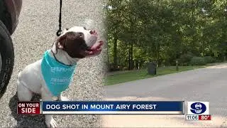 Puppy shot during attempted dognapping in Mount Airy Forest
