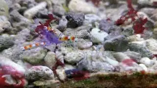 Stenopus tenuirostris &ndash; Blauk&ouml;rper Scherengarnele