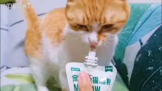Naughty yellow cats of many pet cat followers attract millions of views#5.