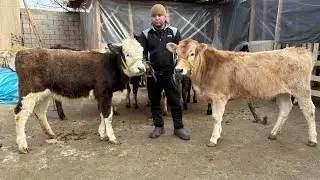 XUNOJINLARNI CHEMPIONLARI SOTUVDA. SHUNAQA HAM NARX QO’YADIMI😱