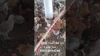 Sale date 04 aguset 2025//Awan Poultry Network//Golden Misri Murgiya