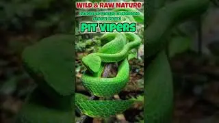 Extremely Venomous Snakes of India Part 3 Pit Viper, Malabar Pit Viper 🐍 #snakes #reptiles  #saanp