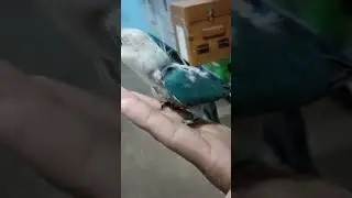#NJBIRDS (BLUE OPLINE)#mashallah #alhamdulillah #like #share #subscribe #opline  #karachi #pakistan