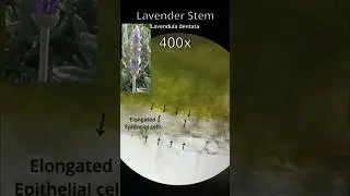 Lavender stem Lavendula dentata L. S.