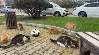 The wonderful cats of our neighborhood 🥰